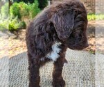 Small #6 F2 Aussiedoodle