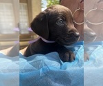 Small Photo #13 Labrador Retriever Puppy For Sale in SIMI VALLEY, CA, USA