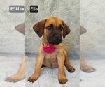 Small #2 Cane Corso