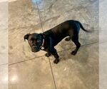 Small #3 Mutt