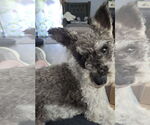 Small #2 Miniature Schnauzer-Poodle (Miniature) Mix