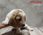 Puppy Brownie Basset Hound