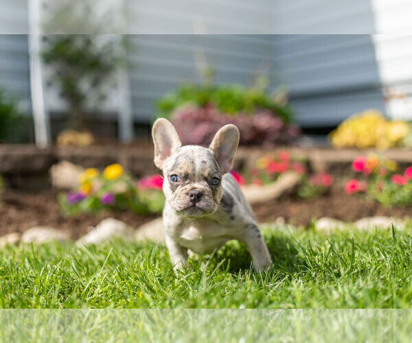 Medium Photo #3 French Bulldog Puppy For Sale in WARSAW, IN, USA