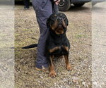 Small #3 Rottweiler
