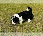 Small Photo #4 Sheepadoodle Puppy For Sale in GROVETON, TX, USA