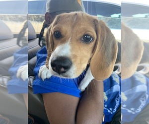 Beagle Puppy for sale in DENVER, CO, USA