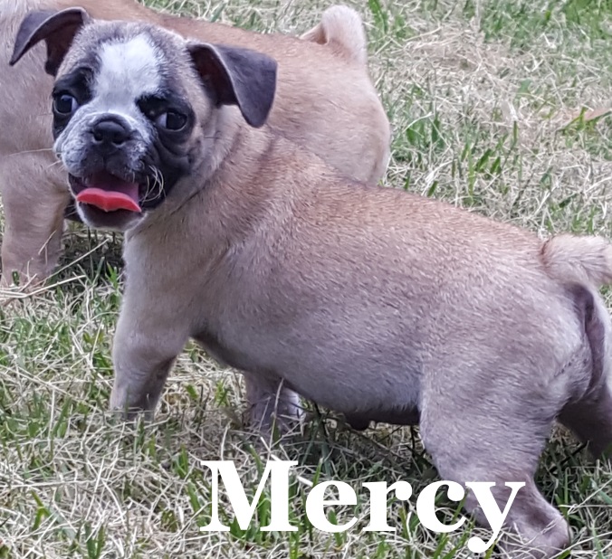 Medium Photo #1 Buggs Puppy For Sale in FORNEY, TX, USA