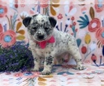 Small Photo #1 Australian Cattle Dog Puppy For Sale in LANCASTER, PA, USA