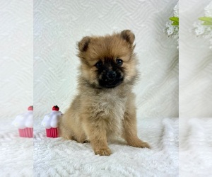 Pomeranian Puppy for sale in GREENFIELD, IN, USA