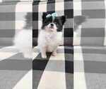 Puppy Dottie Paperanian