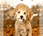Small #1 ShihPoo