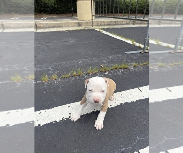 Medium Photo #5 American Bully Puppy For Sale in DECATUR, GA, USA