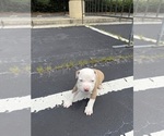 Small #4 American Bully