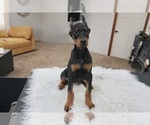Small #8 Doberman Pinscher