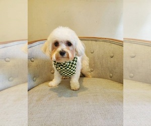 Father of the Aussiedoodle Miniature -Maltipoo Mix puppies born on 06/24/2025