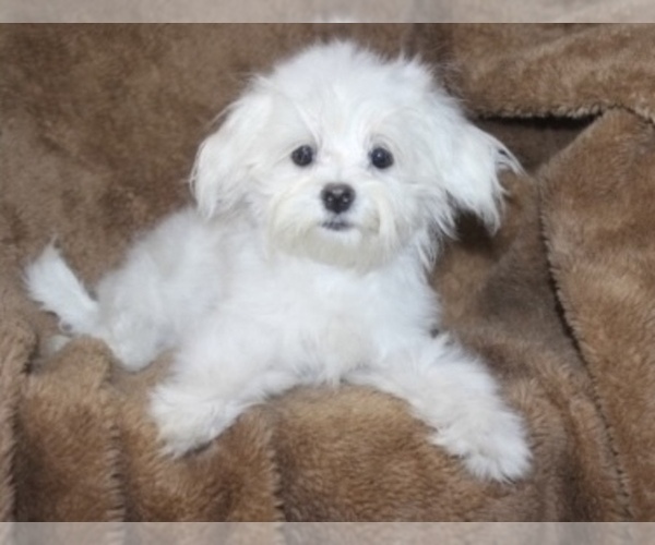 Medium Photo #1 Morkie Puppy For Sale in CASSVILLE, MO, USA