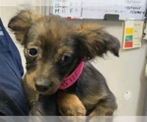 Chiweenie Dogs for adoption in Redwood City, CA, USA