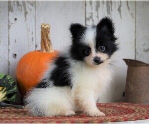 Pomeranian Puppy for sale in FREDERICKSBG, OH, USA