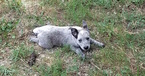 Puppy 3 Australian Stumpy Tail Cattle Dog