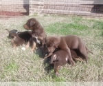 Small Photo #3 Labrador Retriever-Unknown Mix Puppy For Sale in RIPLEY, TN, USA