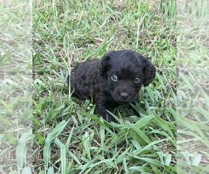 Boykin Spaniel Puppy for sale in NEWBERRY, SC, USA
