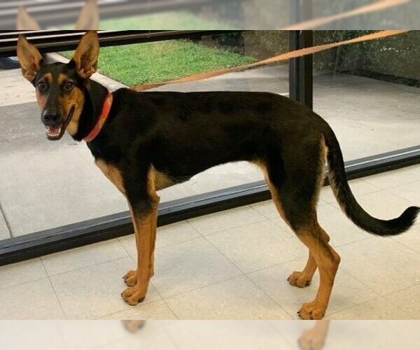 Medium Photo #23 Doberman Pinscher-German Shepherd Dog Mix Puppy For Sale in Spring, TX, USA