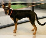 Small Photo #23 Doberman Pinscher-German Shepherd Dog Mix Puppy For Sale in Spring, TX, USA