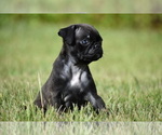 Small #2 Pug