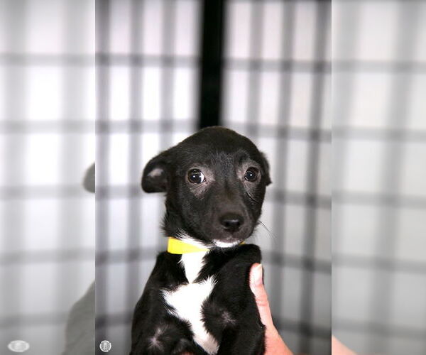 Medium Photo #3 Chihuahua-Unknown Mix Puppy For Sale in Princeton, MN, USA