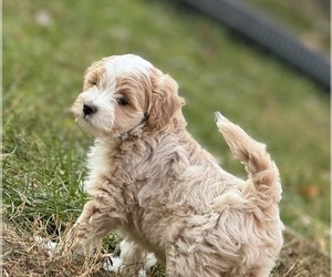 Cavachon-Poodle (Miniature) Mix Puppy for sale in ALEXANDRIA, VA, USA