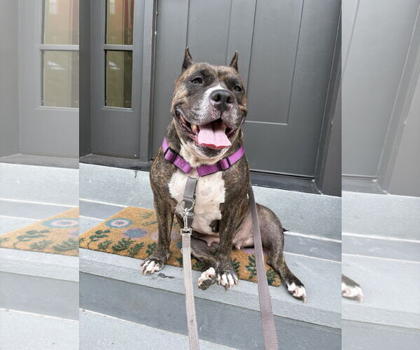 Medium Photo #25 Mutt Puppy For Sale in Philadelphia, PA, USA