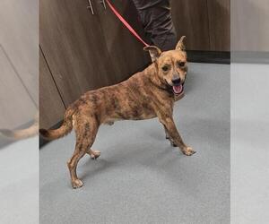 Dutch Shepherd -Unknown Mix Dogs for adoption in Baytown, TX, USA