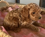 Puppy Bella Poodle (Miniature)