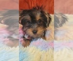 Small Photo #59 Yorkshire Terrier Puppy For Sale in AKRON, OH, USA