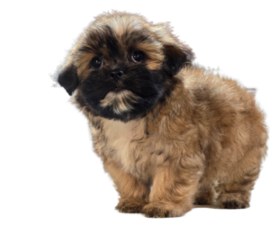 Mal-Shi Puppy for Sale in SAN DIEGO, California USA