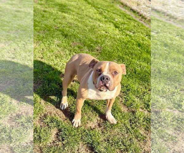 Medium Photo #2 American Pit Bull Terrier Puppy For Sale in Visalia, CA, USA