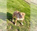 Small #1 American Pit Bull Terrier