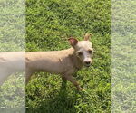 Small #3 Poodle (Miniature) Mix