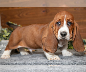 Basset Hound Litter for sale in WAKARUSA, IN, USA