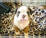 Small Photo #6 Olde English Bulldogge Puppy For Sale in OVERLAND, KS, USA