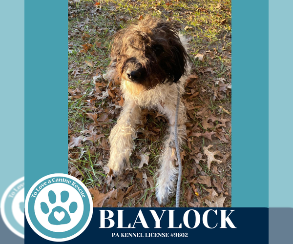 Medium Photo #3 Poodle (Standard)-Unknown Mix Puppy For Sale in Kimberton, PA, USA