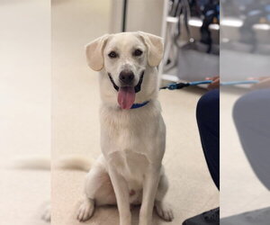 Labrador Retriever-Unknown Mix Dogs for adoption in Sugar Land, TX, USA