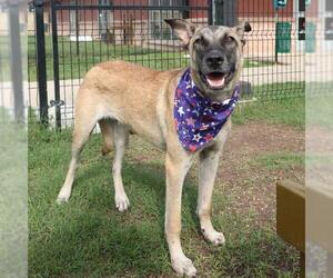 German Shepherd Dog-Unknown Mix Dogs for adoption in San Antonio, TX, USA