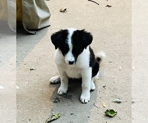 Australian Cattle Dog-Border Collie Mix Puppy for sale in SILVER CREEK, NY, USA