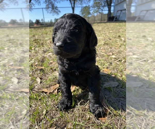 Medium Photo #3 Labradoodle Puppy For Sale in HOCKLEY, TX, USA