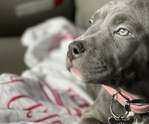 American Pit Bull Terrier Puppy for sale in RIVERSIDE, CA, USA
