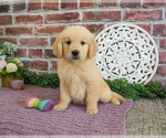 Small #4 Golden Retriever