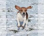 Small #4 Beagle
