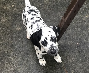 Dalmatian Puppy for sale in BAXTER, KY, USA