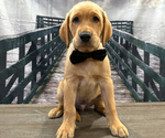Puppy Chip Labrador Retriever